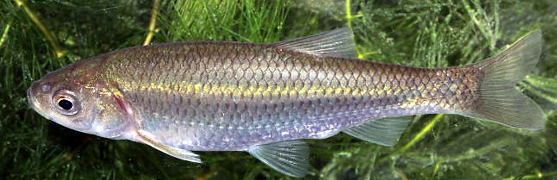 Squalius valentinus_03.jpg